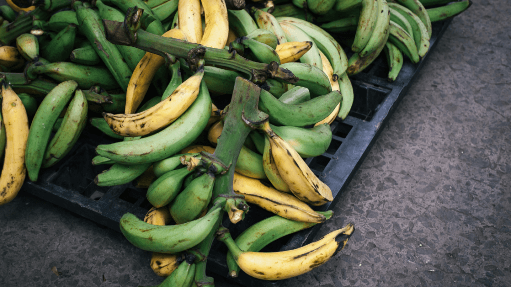Plantain pancakes, a lectin-free whole-food recipe shared by a holistic chiropractor in Marietta GA focused on gut health and wellness.